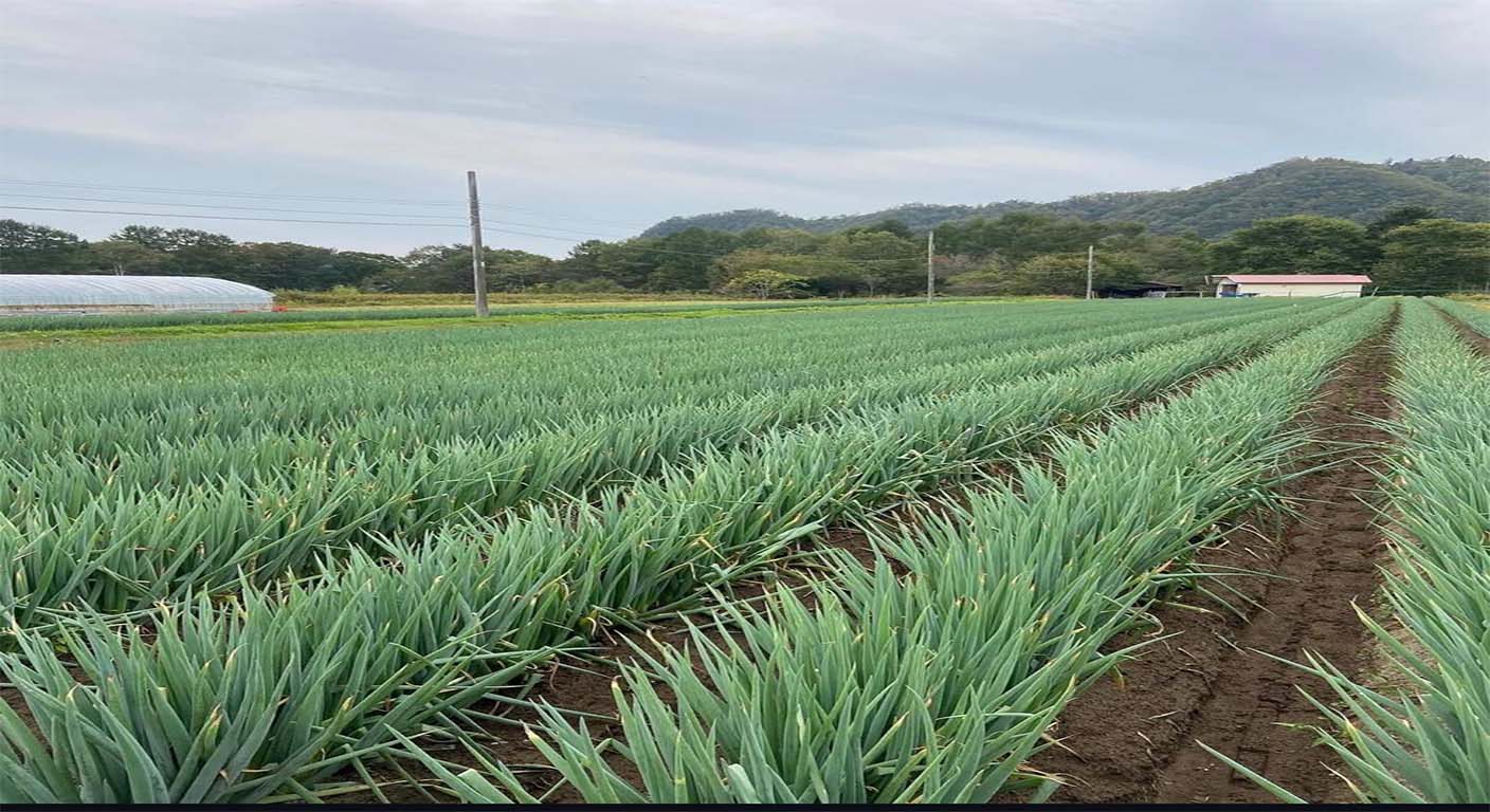 tocaanfarms